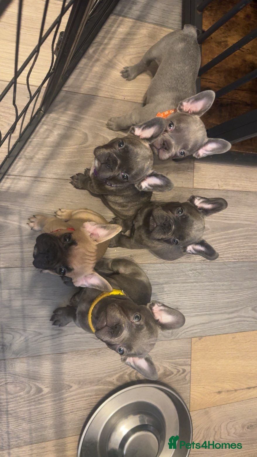 French Bulldog dogs 3x boys 1x girl ready to leave as of today  - Advert 1