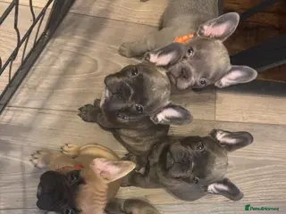 French Bulldog dogs 3x boys 1x girl ready to leave as of today - Advert 4