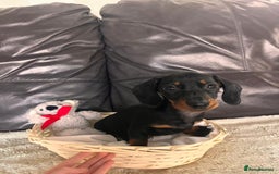 Miniature Dachshund dogs for sale: (now reserved)KC true to type miniature dachshund  - Image 14