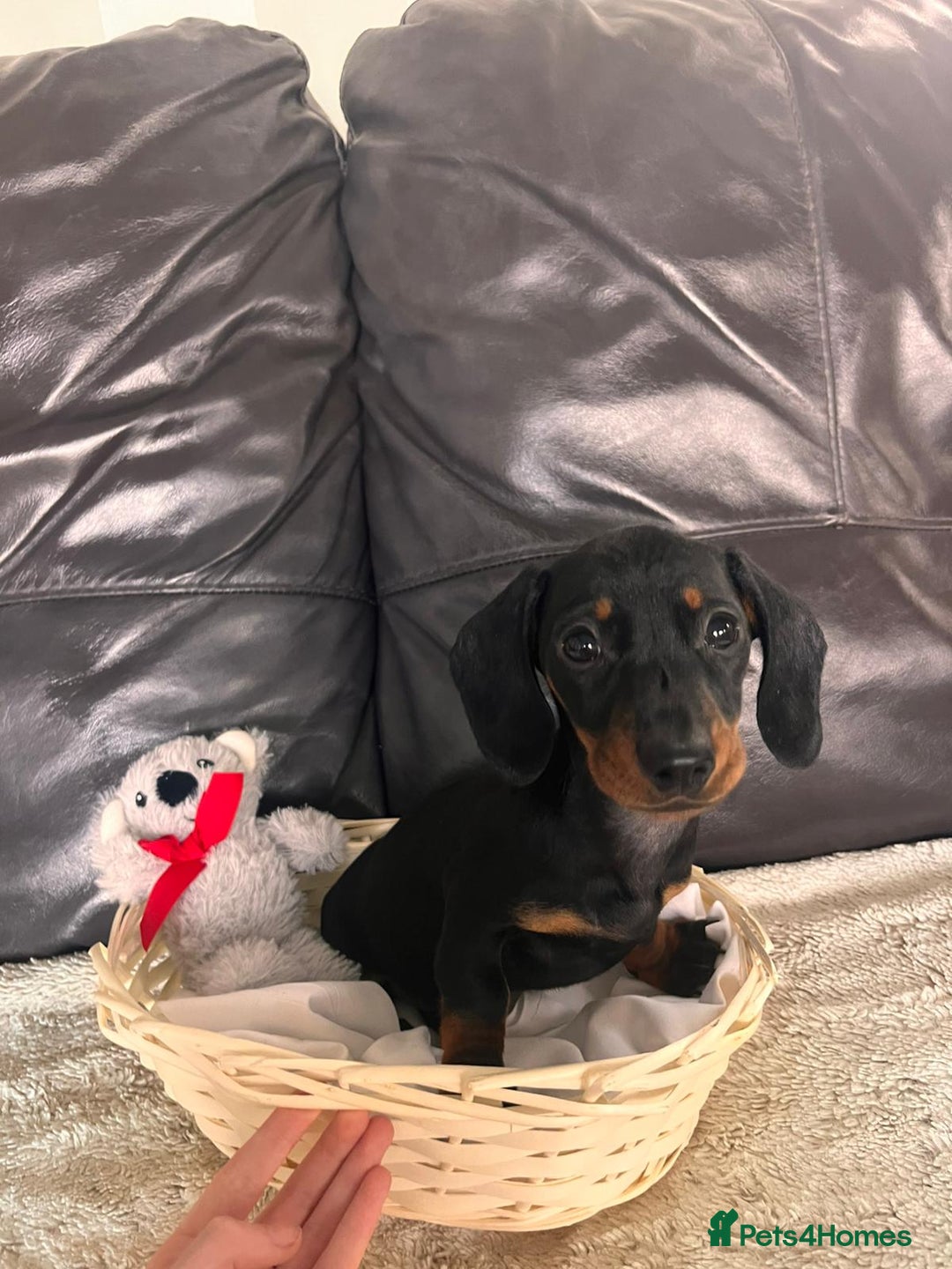 Miniature Dachshund dogs for sale: (now reserved)KC true to type miniature dachshund  - Image 14