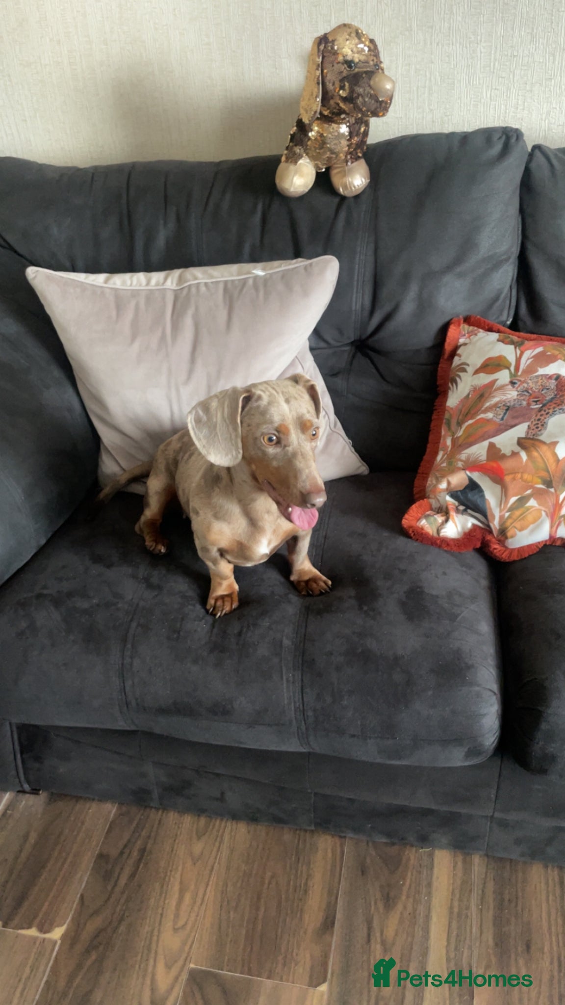 Dachshund dogs Dachshund  - Advert 6