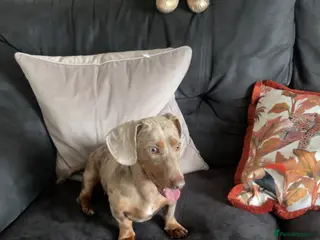 Dachshund dogs Dachshund - Advert 5