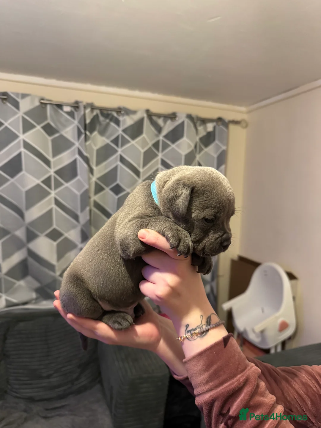 Staffordshire Bull Terrier dogs for sale: Blue Staffordshire bull terrier pups - Advert 10