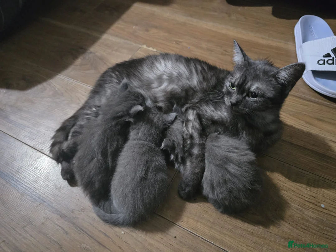 Persian cats for sale: Gorgeous Persian x Kittens Ready now  - Advert 2