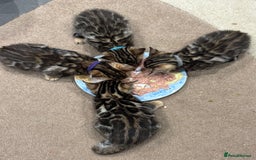 Bengal cats for sale: READY NOW beautiful Bengal Girl kittens TICA reg - Advert 32