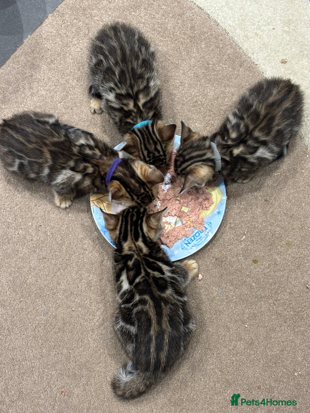 Bengal cats for sale: READY NOW beautiful Bengal Girl kittens TICA reg - Advert 32