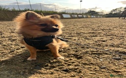 Pomchi dogs for sale: 8 month old man pomchi - Image 1
