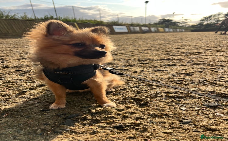 Pomchi dogs - Advert 1