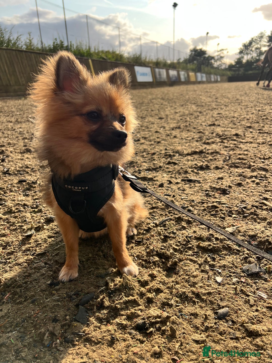 Pomchi dogs for sale: 8 month old man pomchi - Image 1