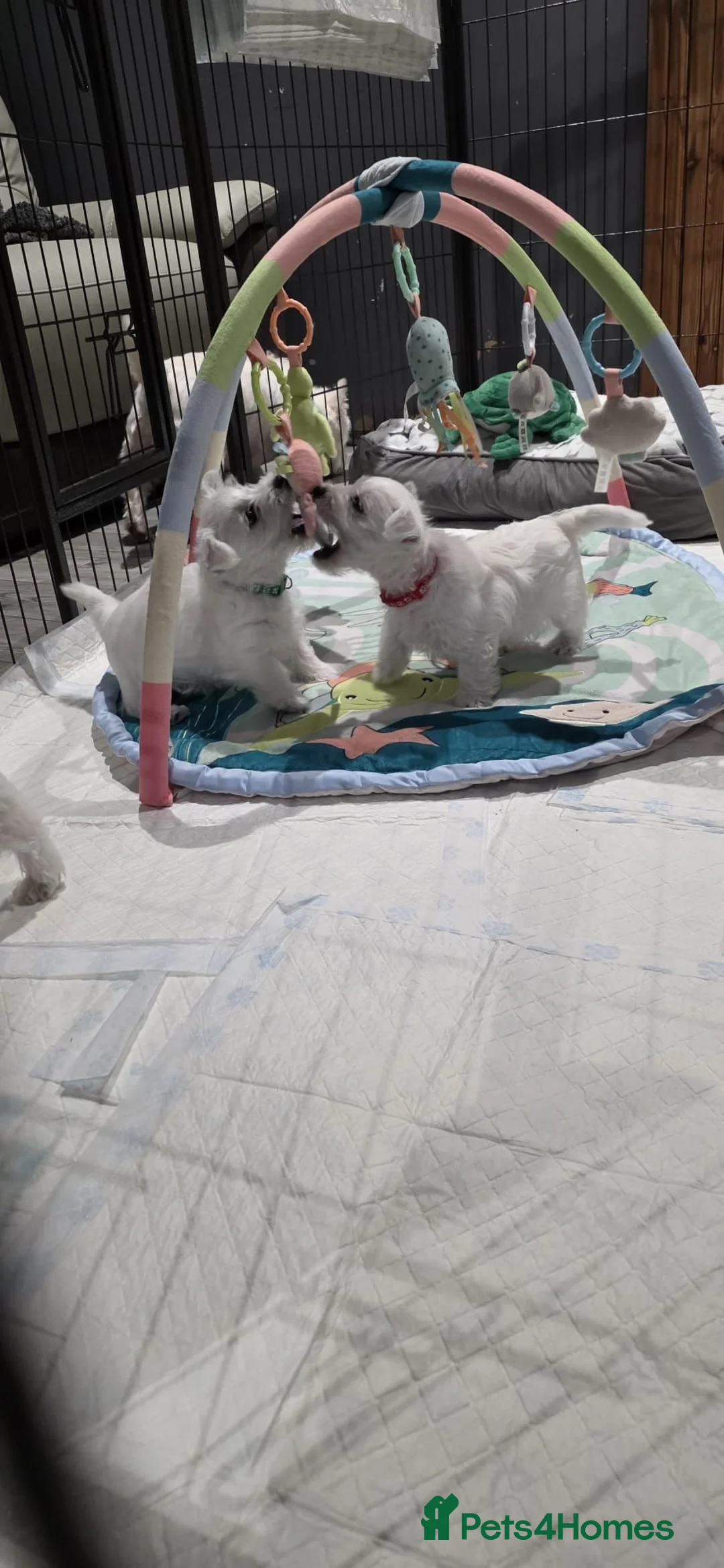 West Highland Terrier dogs for sale: Gorgeous pedigree westie pups - Advert 2