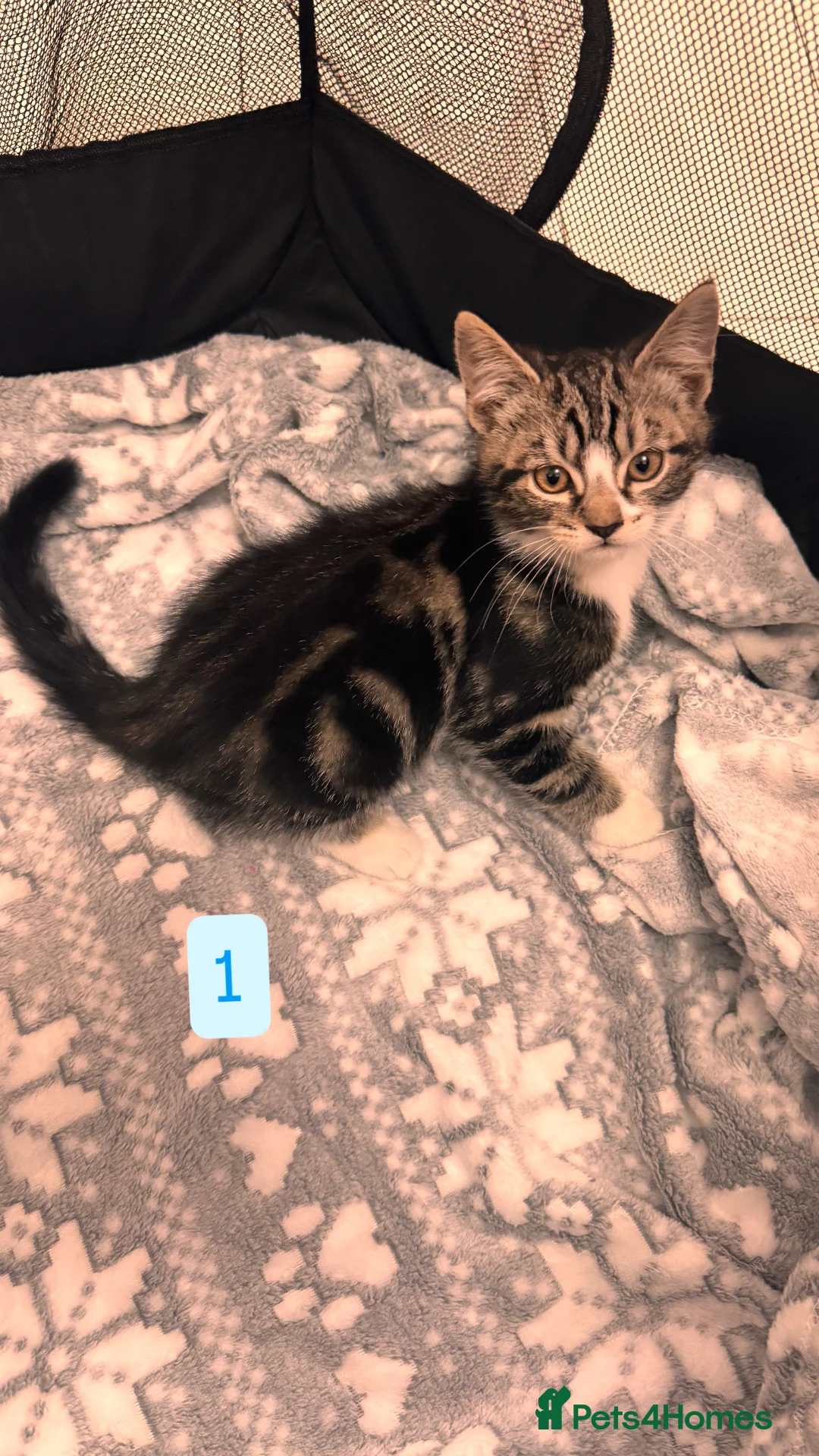 Mixed Breed cats for sale: Tabby Kittens available  - Advert 2