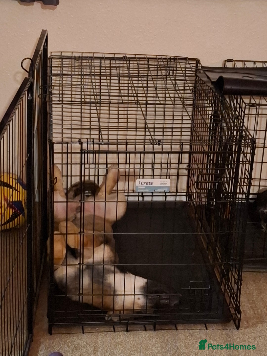 German Shepherd dogs for sale: German shepherd boy 4months - Advert 3