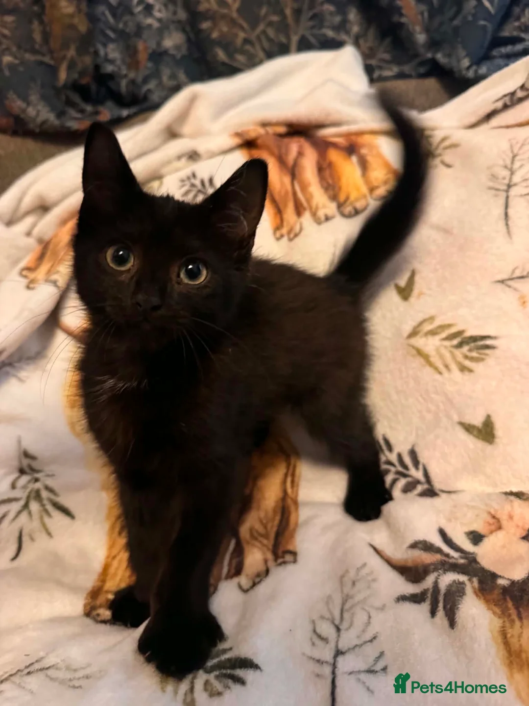 Mixed Breed cats for sale: Kittens  Domestic short hair in Worcester - Advert 40