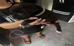 Mixed Breed dogs for sale: Cane Corso x American Bulldog puppies  - Image 15