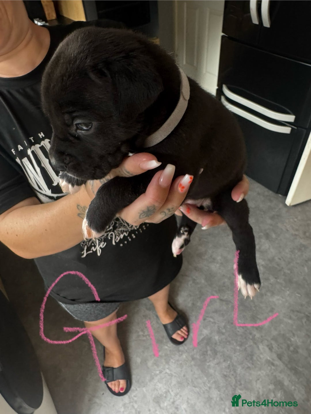 Mixed Breed dogs for sale: Cane Corso x American Bulldog puppies  - Image 15