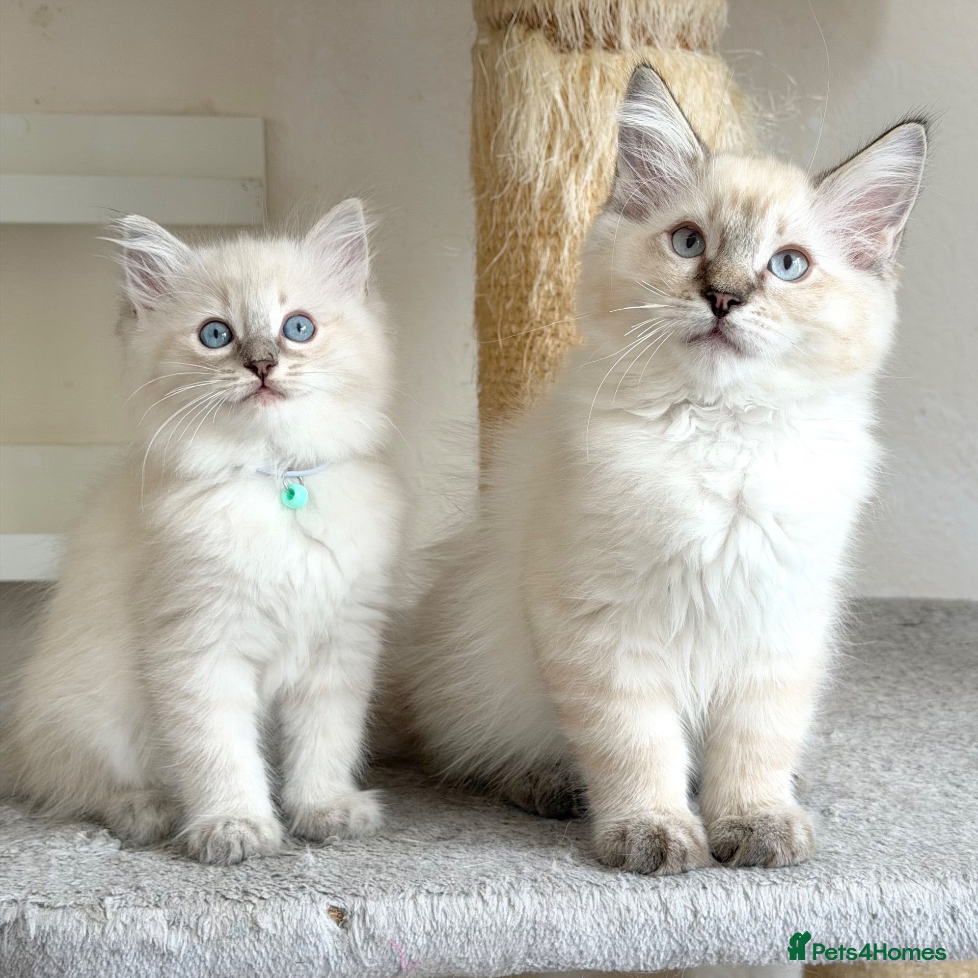 Ragdoll cats Ready Now - Last Boy - Gentle, Cuddly, Friendly - Advert 1