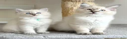Ragdoll cats for sale: Ready Now - Lap Cat, Cuddly, Affectionate  - Advert 1