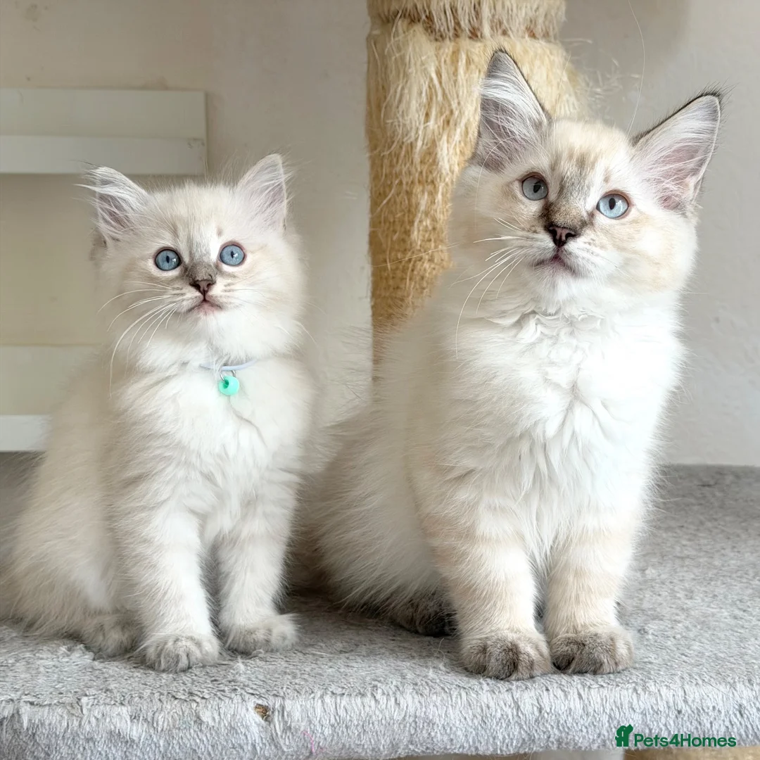 Ragdoll cats for sale: Ready Now - Lap Cat, Cuddly, Affectionate  - Advert 1