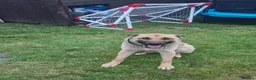 Belgian Shepherd Dog dogs for sale: Stunning Belgian Mali in Crewe - Advert 7
