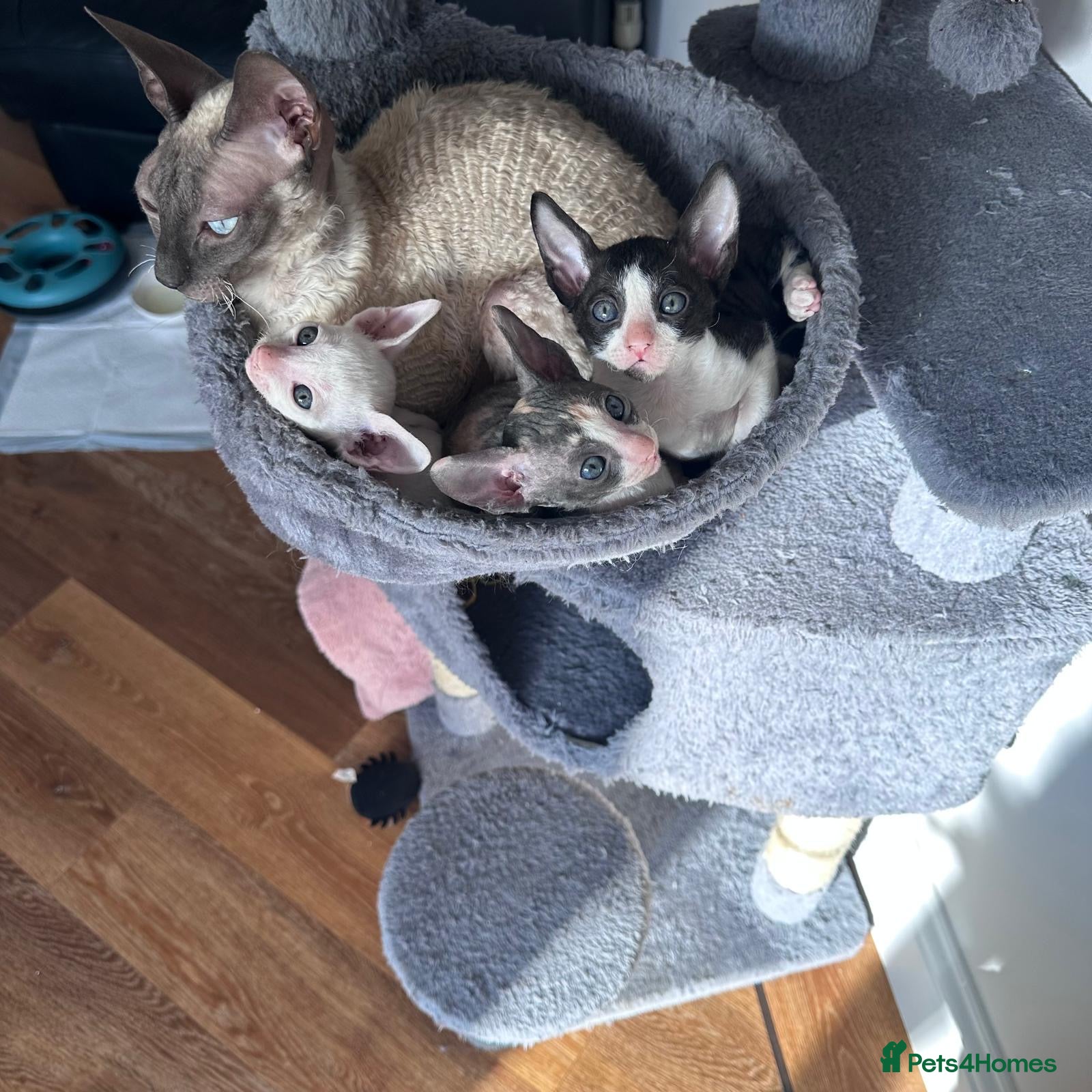 Cornish Rex cats Cornish Rex Kittens Ready to Reserve - Advert 5