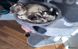 Cornish Rex cats for sale: Cornish Rex Kittens Ready to Reserve - Image 1