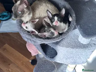 Cornish Rex cats Cornish Rex Kittens Ready to Reserve - Advert 1