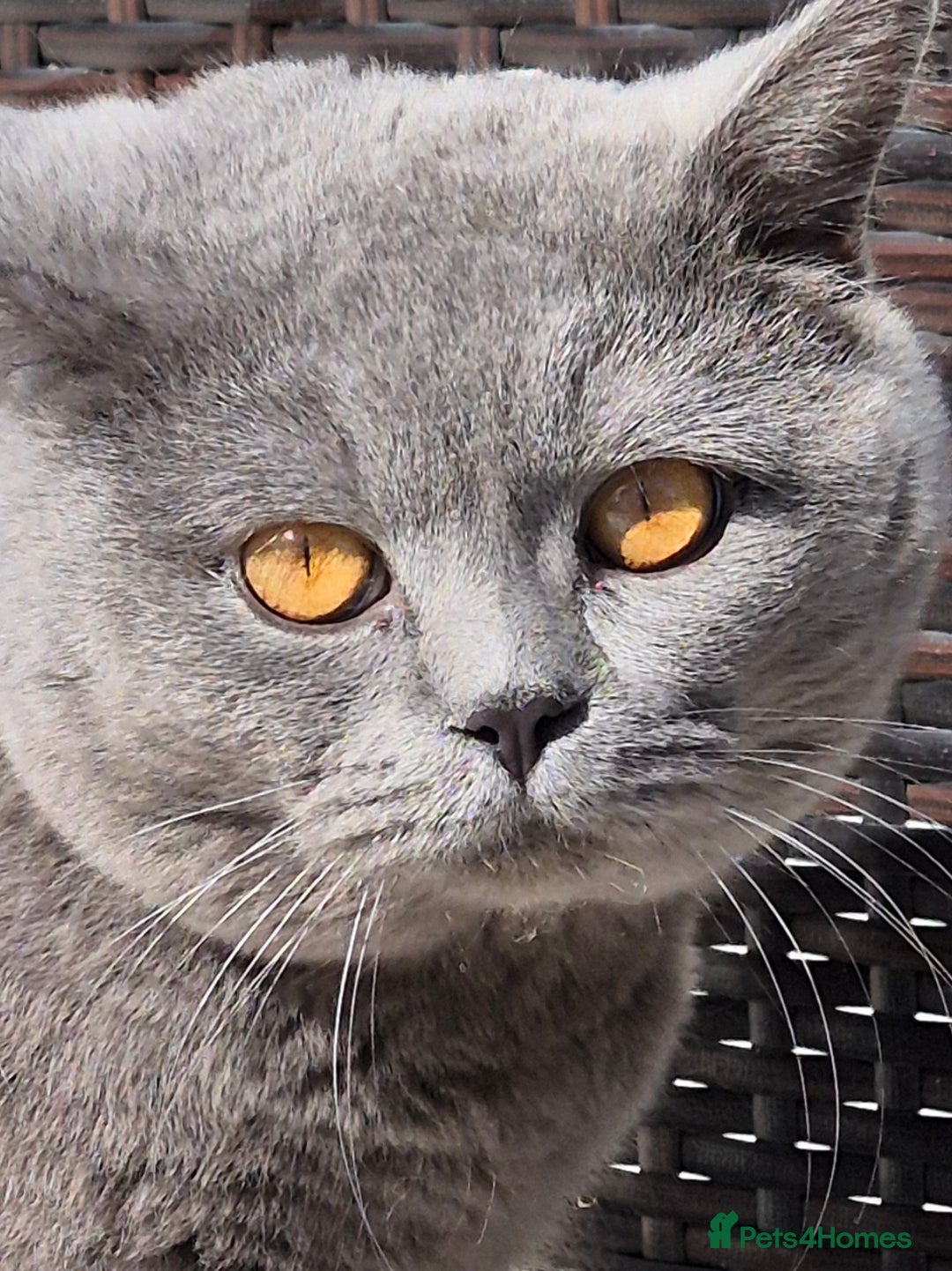 British Shorthair cats for stud: GCCF ACTIV Blue BSH Boy for Stud  in Boston - Advert 6