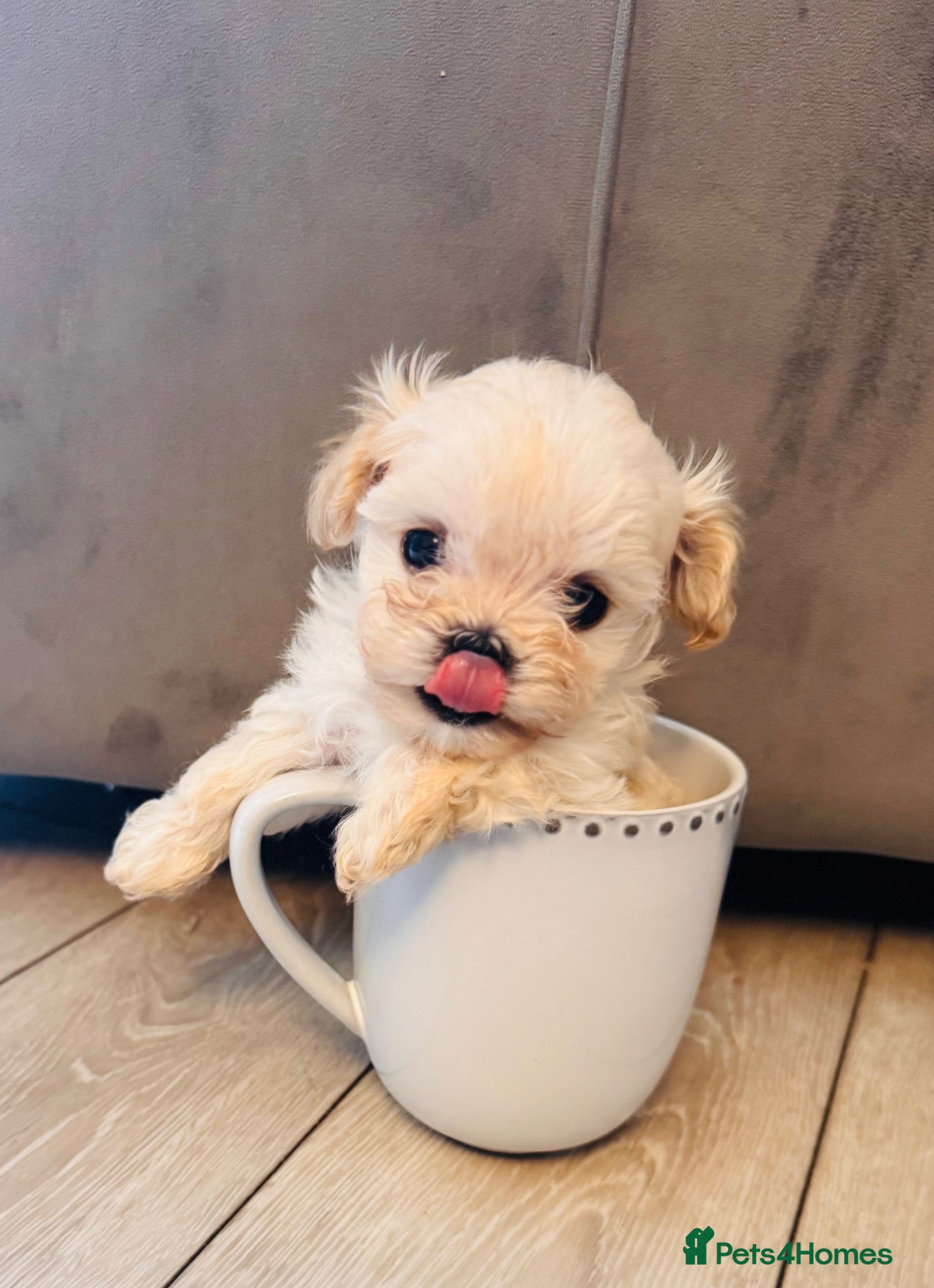 Maltipoo dogs 🐾 Gorgeous tea cup Maltipoo Puppies 🐾 - Advert 1