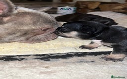 French Bulldog dogs for sale: French Bulldog Puppies – Beautiful and Home-Raised - Image 1