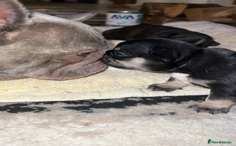 French Bulldog dogs - Advert 1