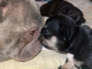 French Bulldog dogs - Advert 1