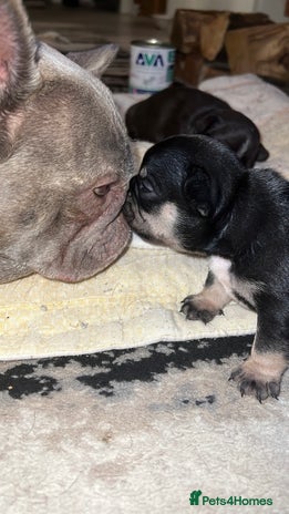 French Bulldog dogs - Advert 4