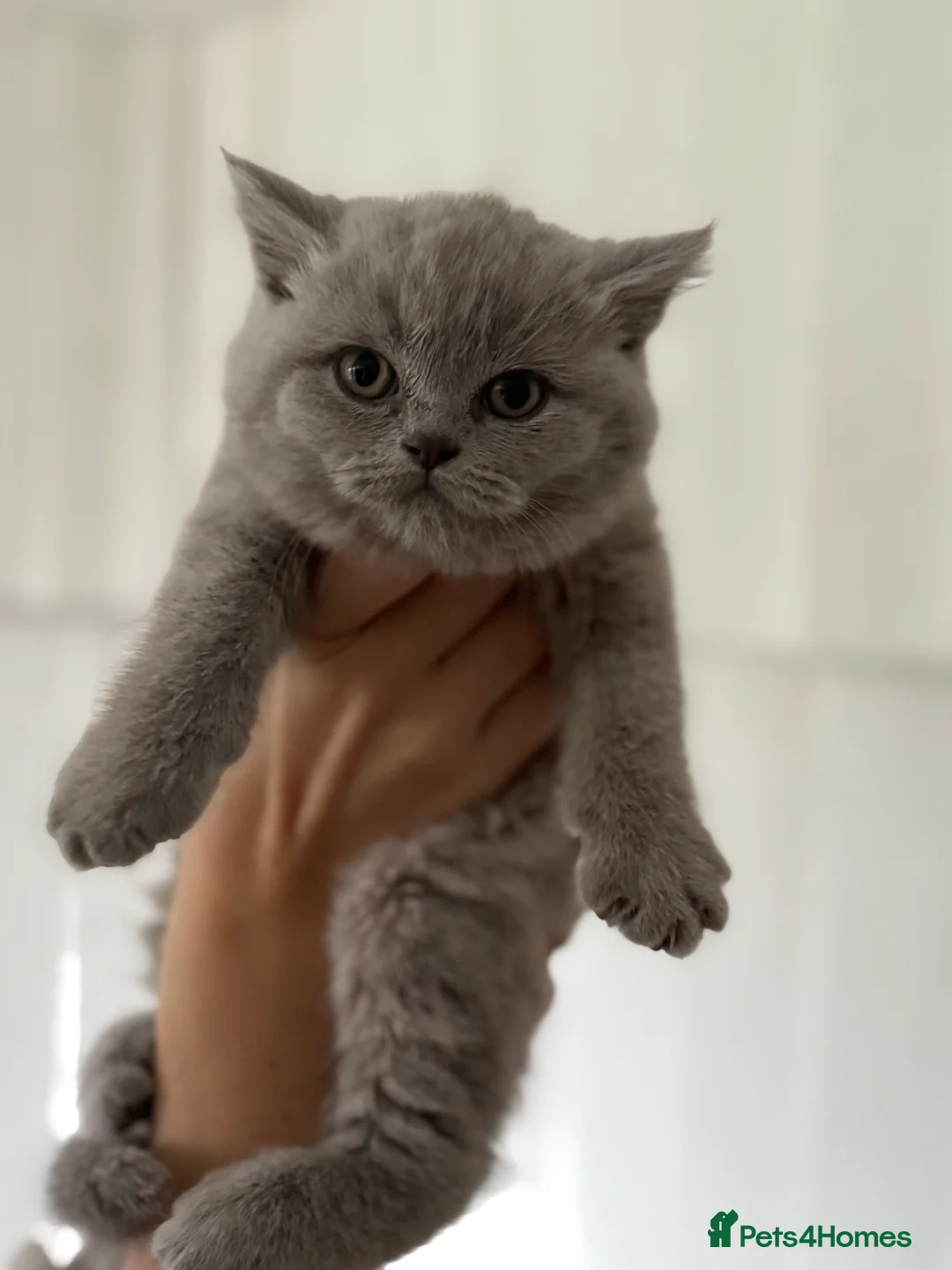 British Shorthair cats for sale: 2 British shorhair girls available  - Advert 13