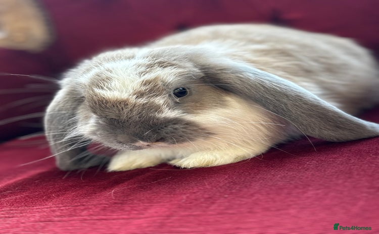 English rabbits in Doncaster - Advert 4