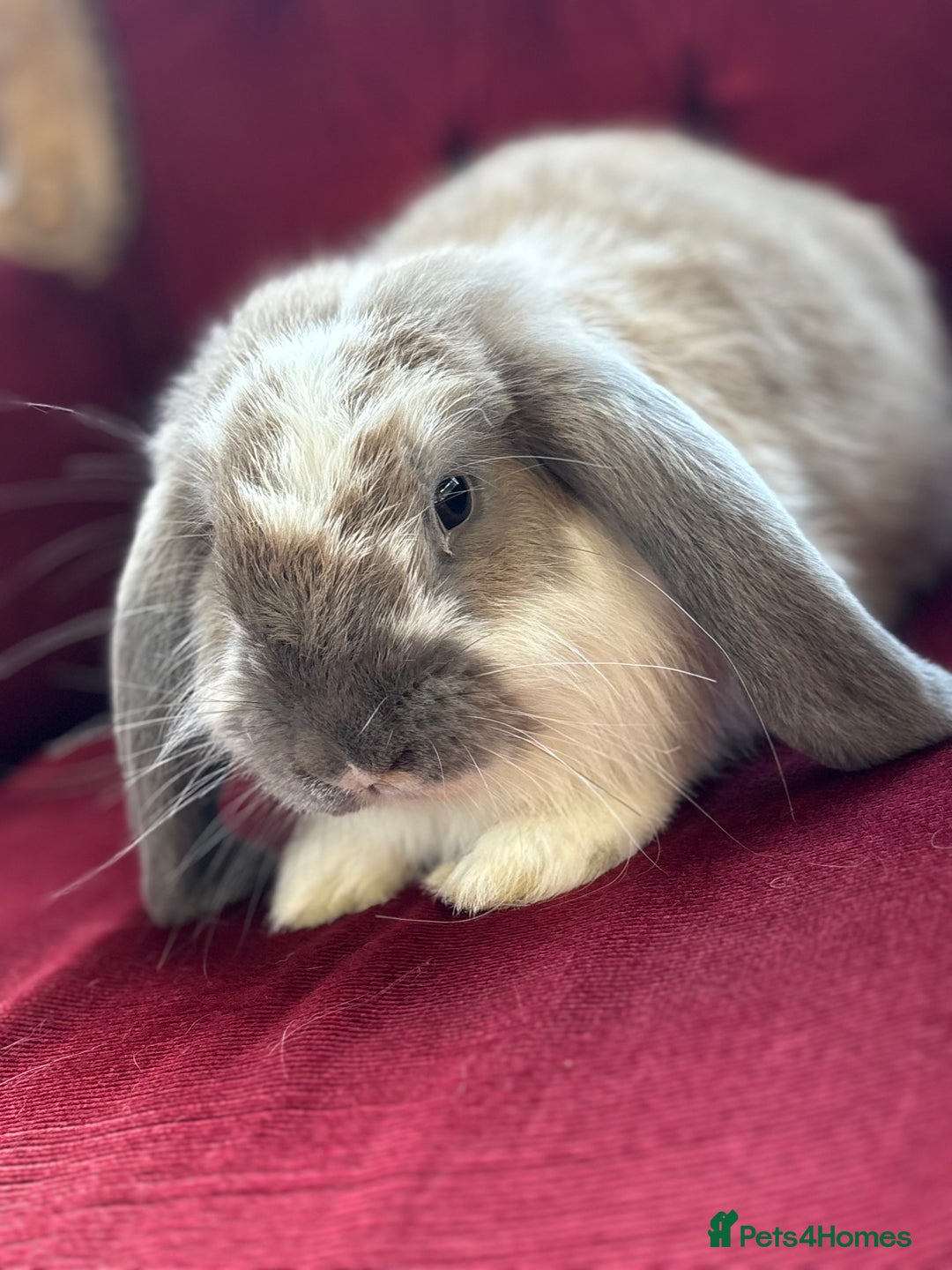English rabbits for sale: Lovely boy for sale mini lop  in Doncaster - Image 1