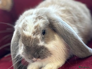 English rabbits in Doncaster - Advert 24