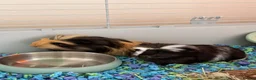 Guinea Pig rodents for sale: Two 10wk old males in Stoke-on-Trent - Advert 1