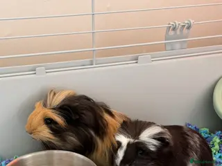 Guinea Pig rodents Two 10wk old males - Advert 4