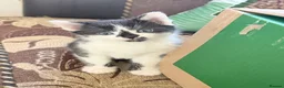 Mixed Breed cats for sale: 5 Beautiful Kittens for Sale mix of LONG - Advert 25