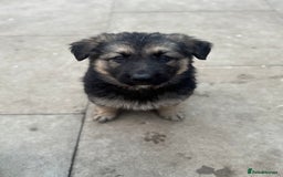 German Shepherd dogs for sale: Stunning top quality German shepherd puppies - Image 32