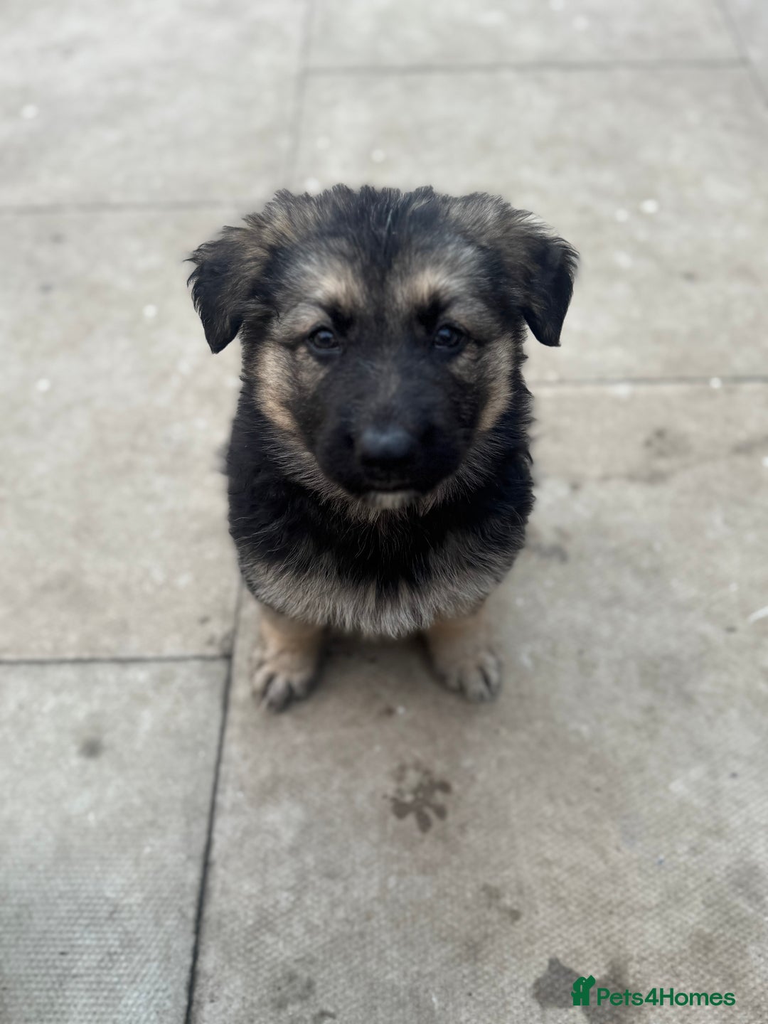 German Shepherd dogs for sale: Stunning top quality German shepherd puppies - Image 32