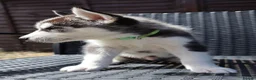 Siberian Husky dogs for sale: Purebred Huskies puppies READY TO GO TO NEW HOME  - Advert 6