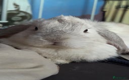 Mini Lop rabbits for sale: Dennis - Image 3