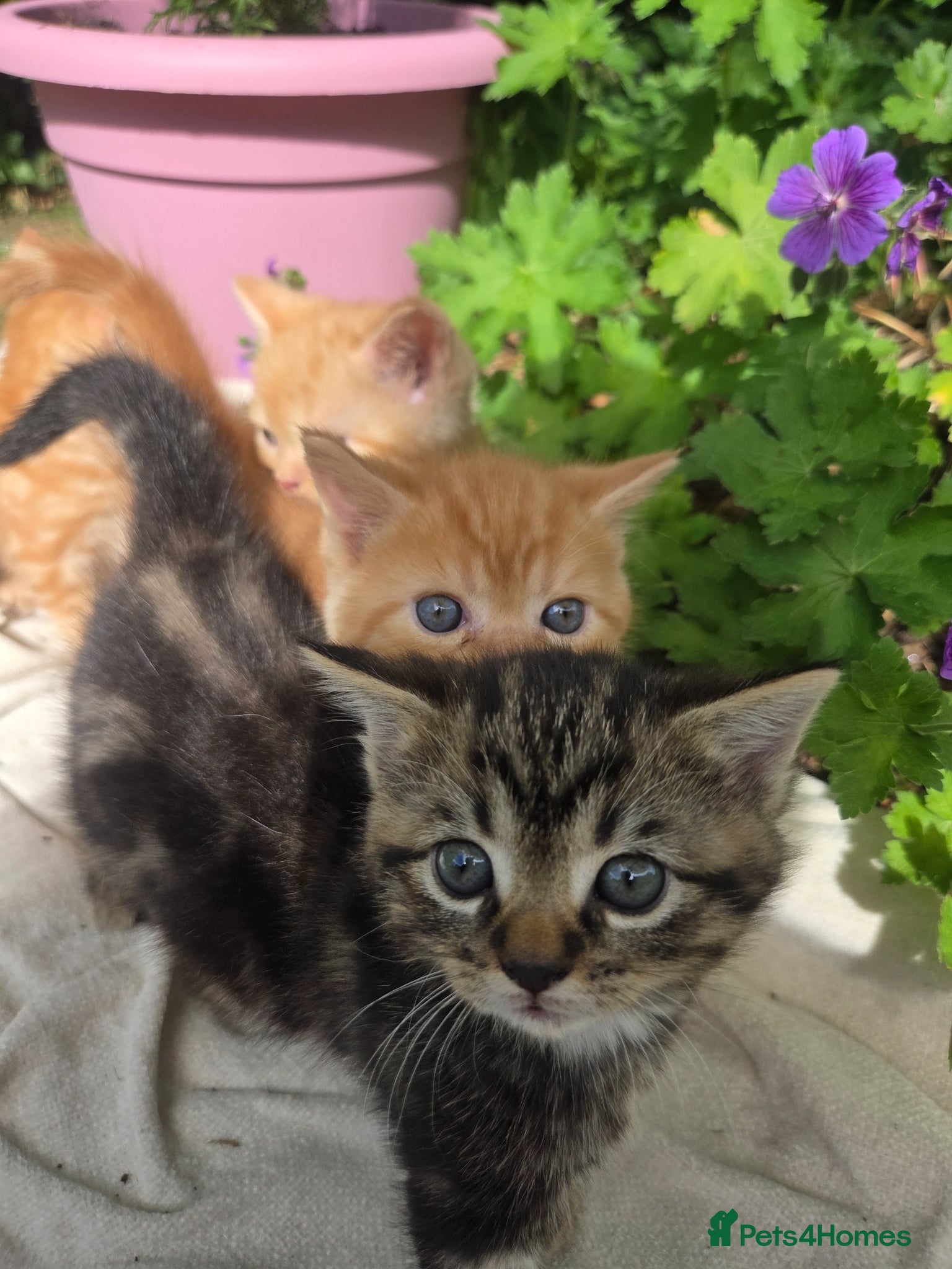 Persian cats for sale: Persian Cross tabby kittens for sale  in Warminster - Advert 27