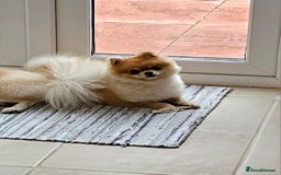Pomeranian dogs for sale: Pomeranian.female,2 years old,microchipped - Image 2