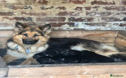 German Shepherd dogs for sale: German shepherd puppies  - Image 26