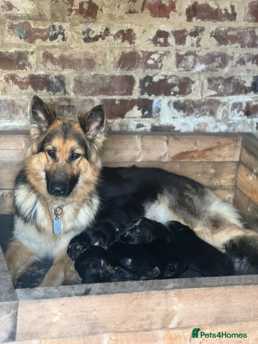 German Shepherd dogs for sale: German shepherd puppies  - Image 26