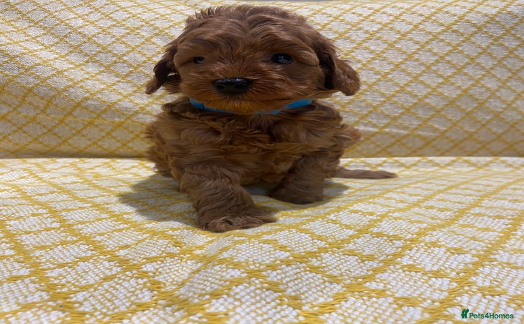 Maltipoo dogs - Advert 3