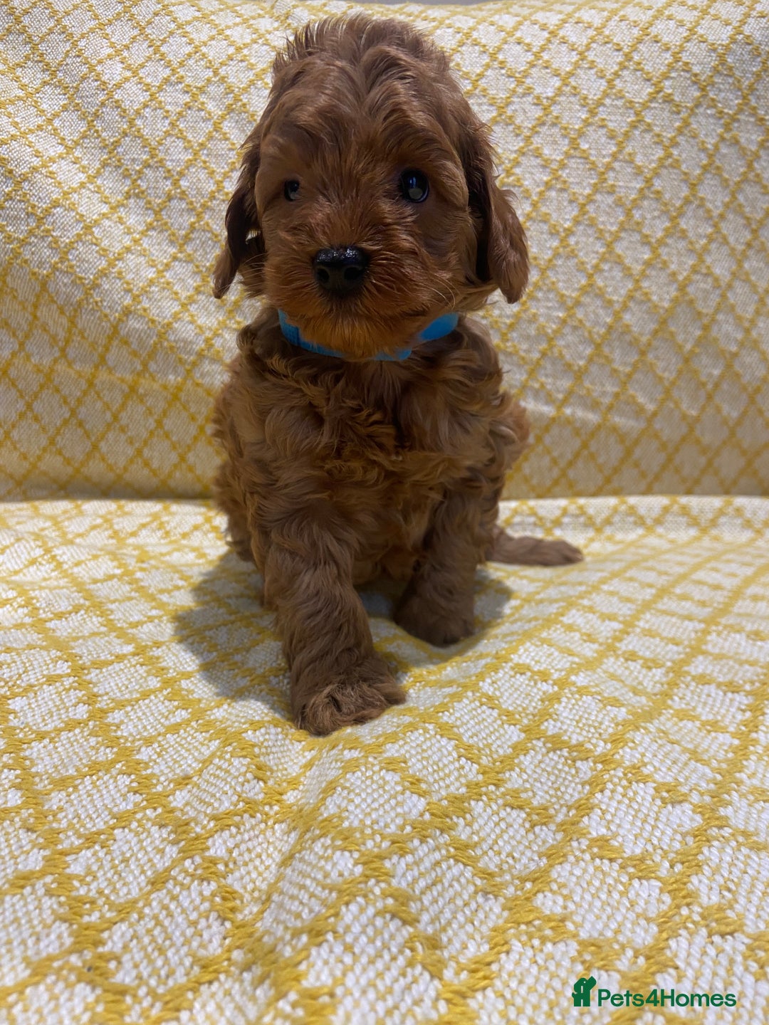 Maltipoo dogs for sale: 💖BEAUTIFUL LICENSED-BRED MALTIPOOS 💖 - Image 1