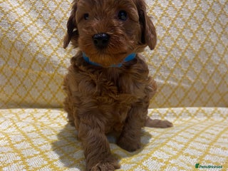 Maltipoo dogs 💖BEAUTIFUL HEALTH TESTED MALTIPOO PUPPIES 💖 - Advert 16